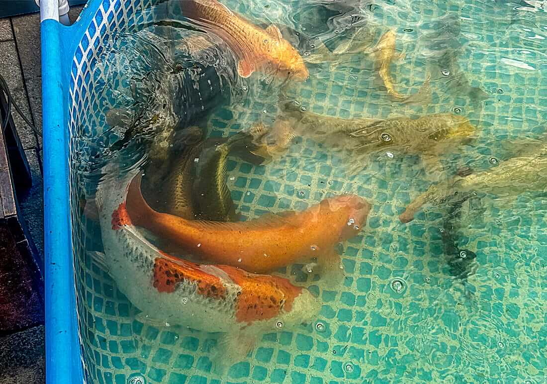 koi for sale in kent