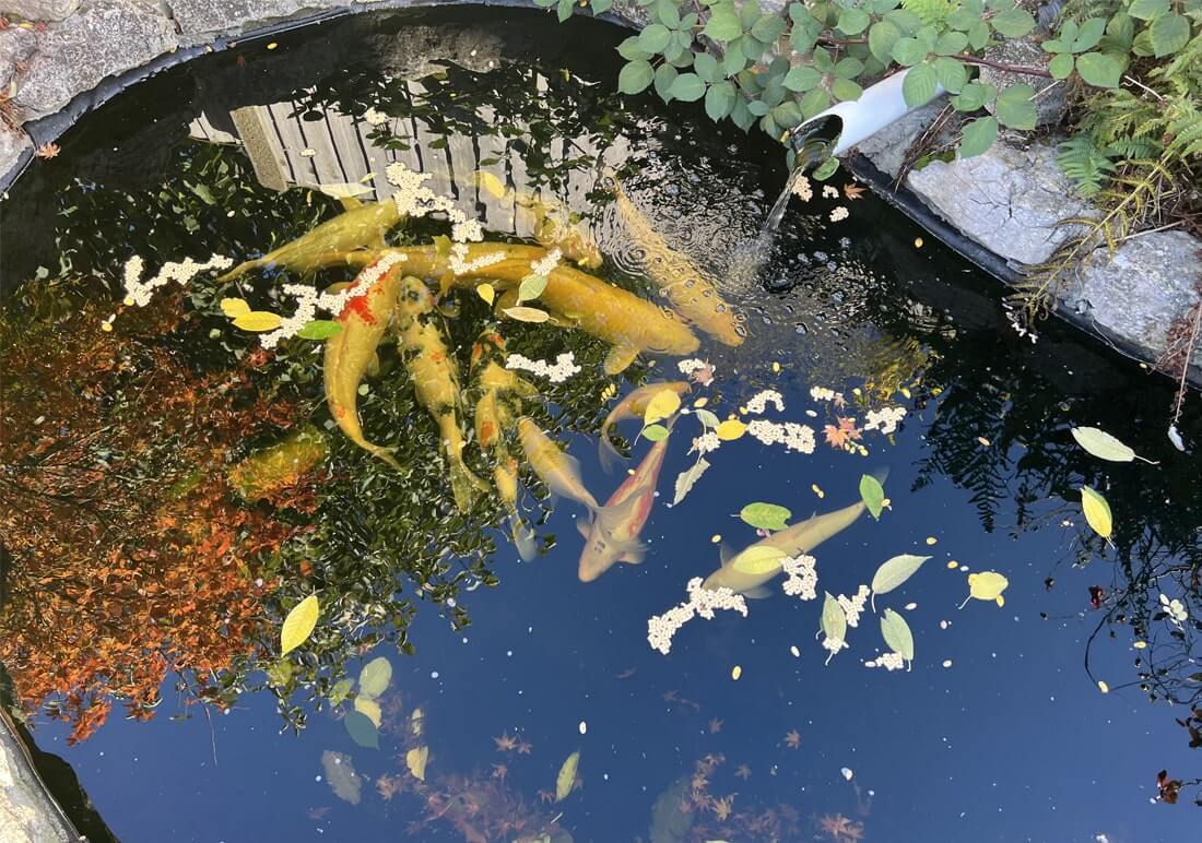 mixed koi