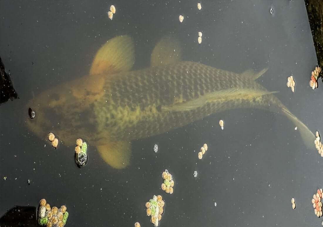 mixed variety koi carp for sale mixed variety koi carp