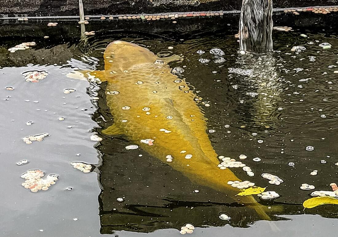 mixed variety koi carp