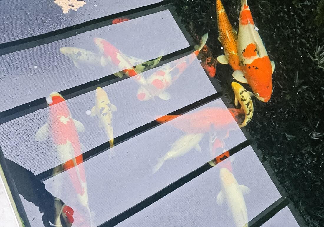 sanke koi