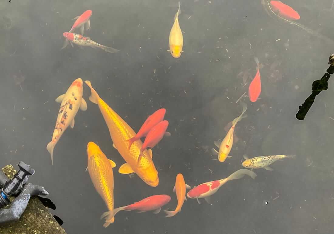 koi for sale in lincolnshire