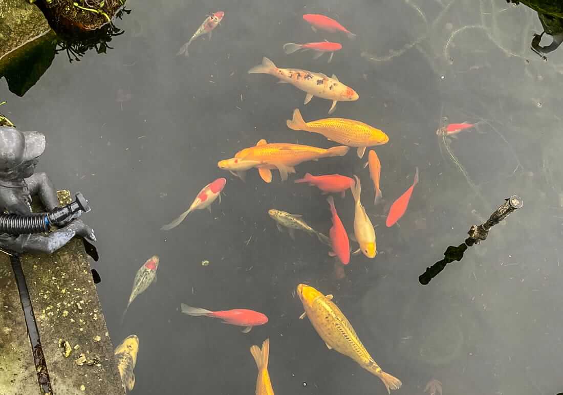 koi for sale in lincolnshire