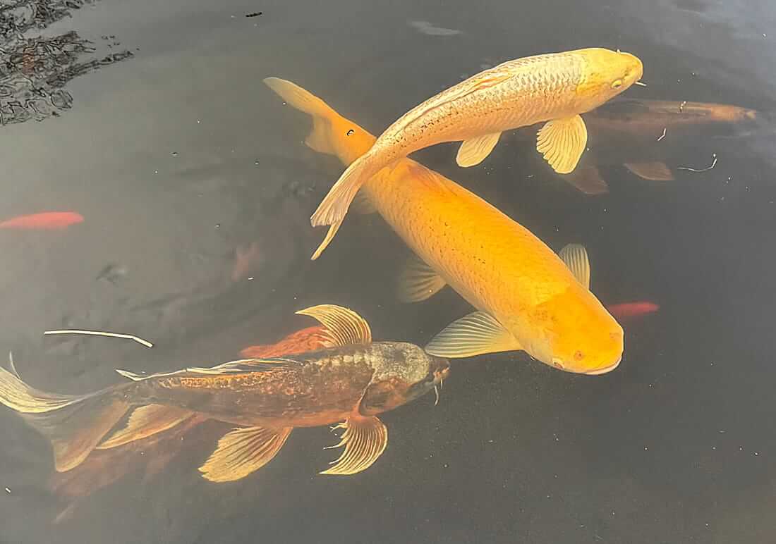 large collection of koi carp for sale