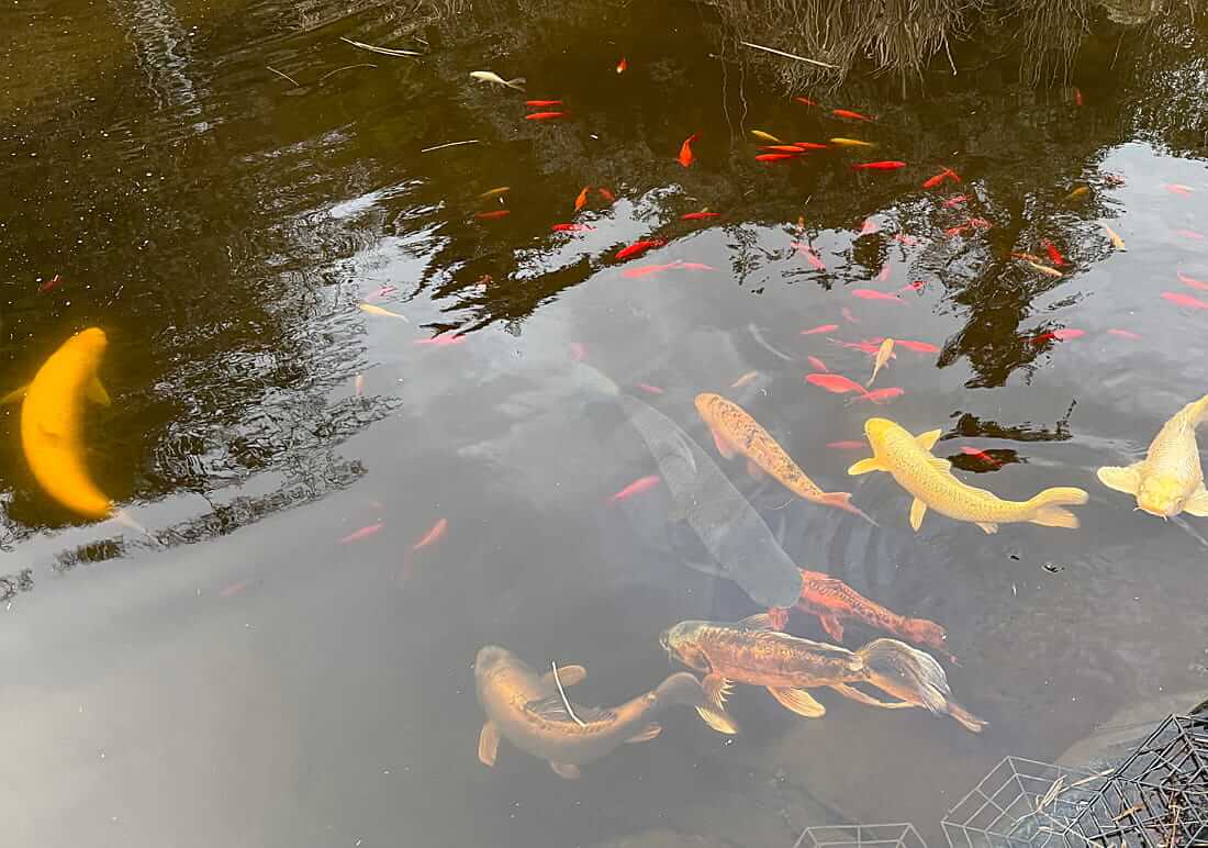 large collection of koi carp for sale