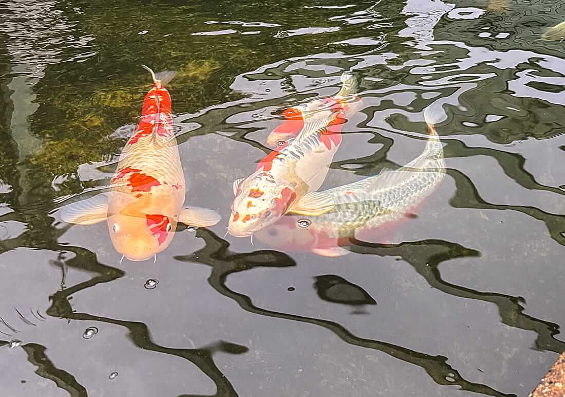 koi carp for sale in wiltshire