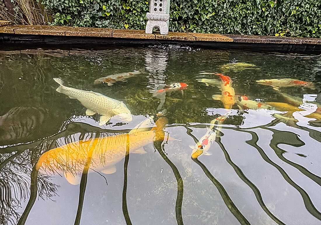 koi carp for sale in wiltshire