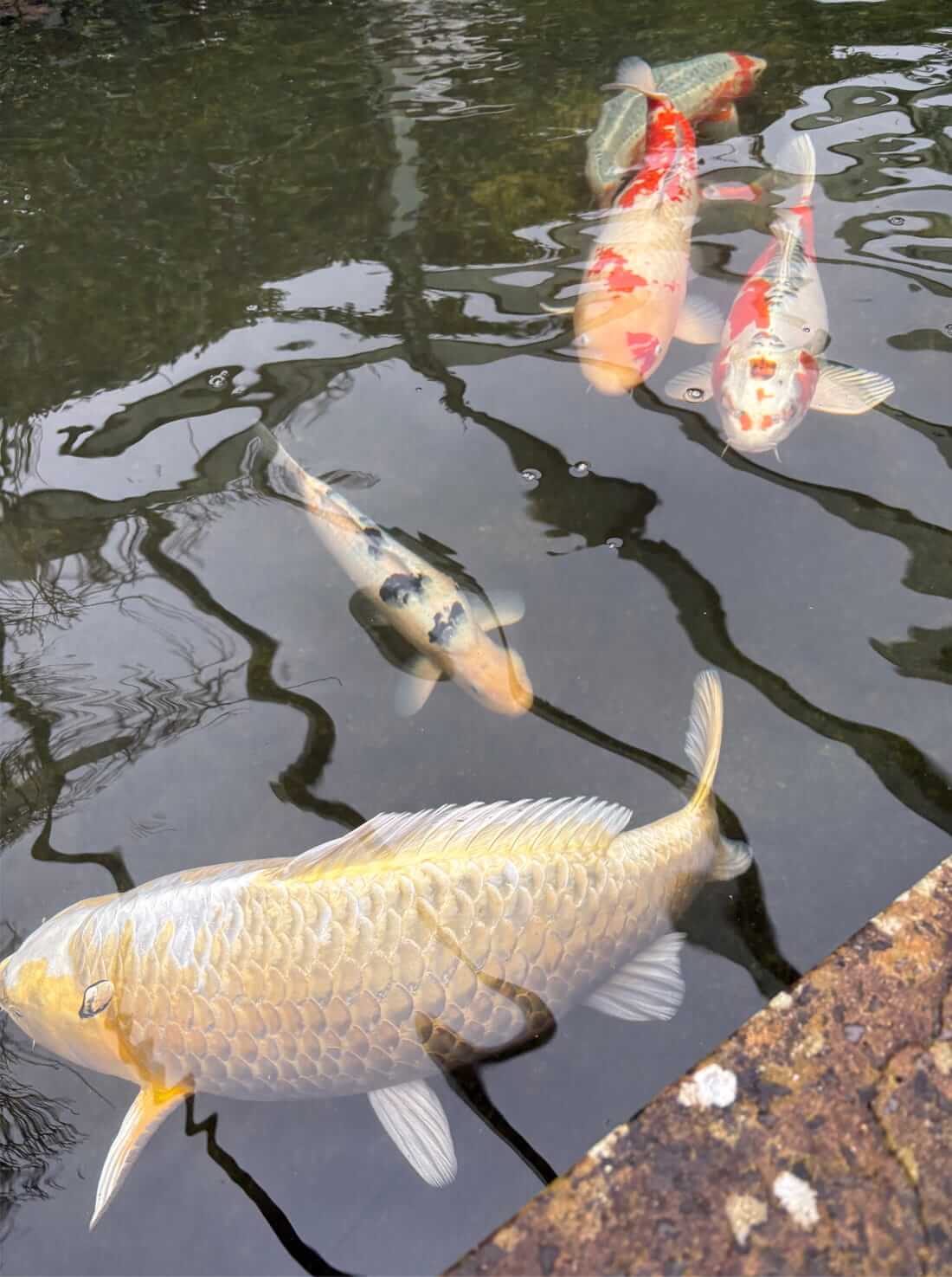 koi carp for sale in wiltshire