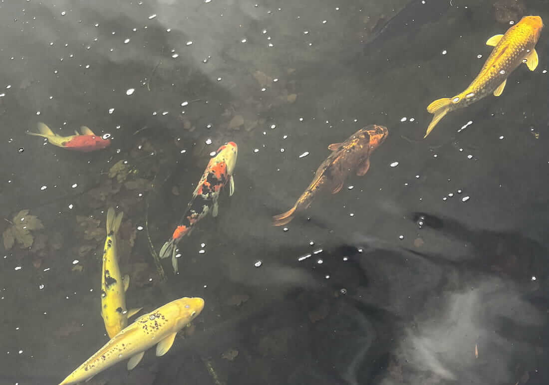 koi for sale in cheshire