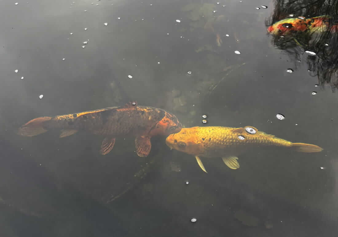 koi for sale in cheshire