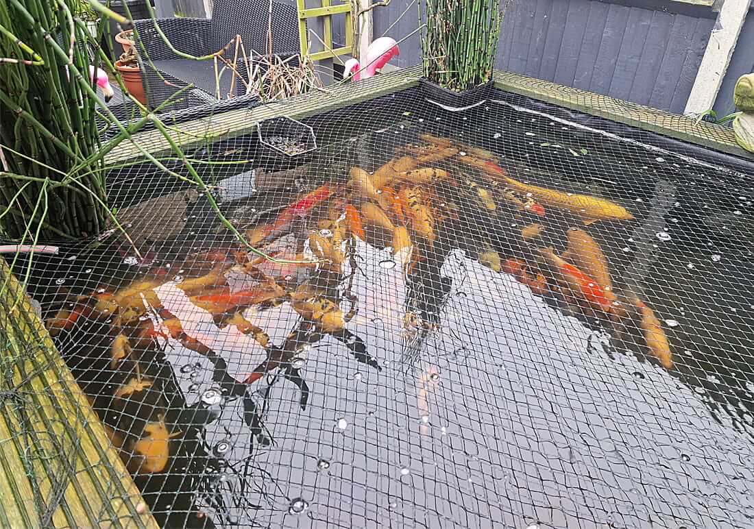 koi for sale in gillingham