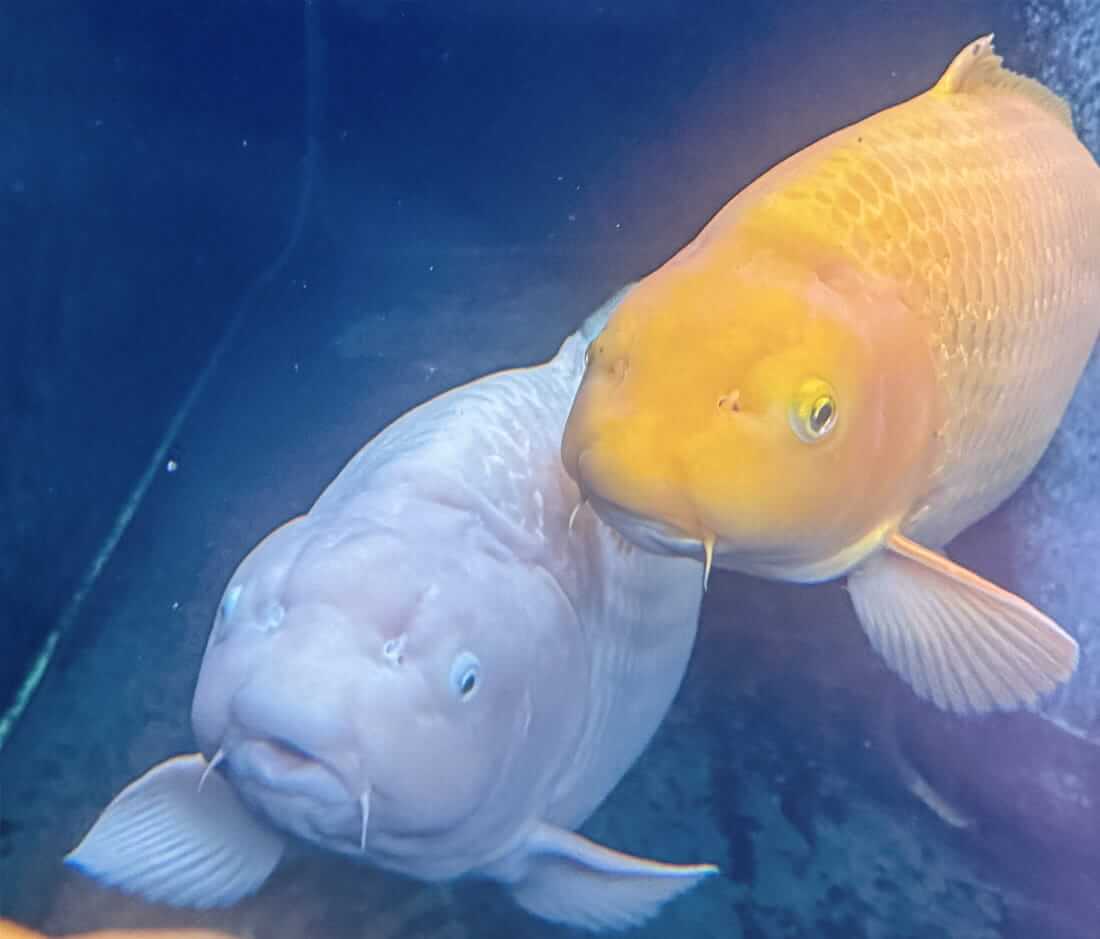 koi for sale in somerset