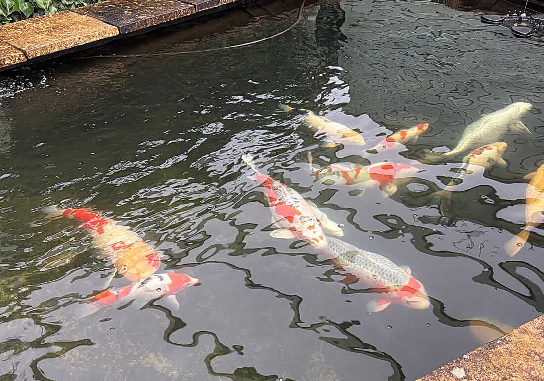 koi carp for sale in wiltshire