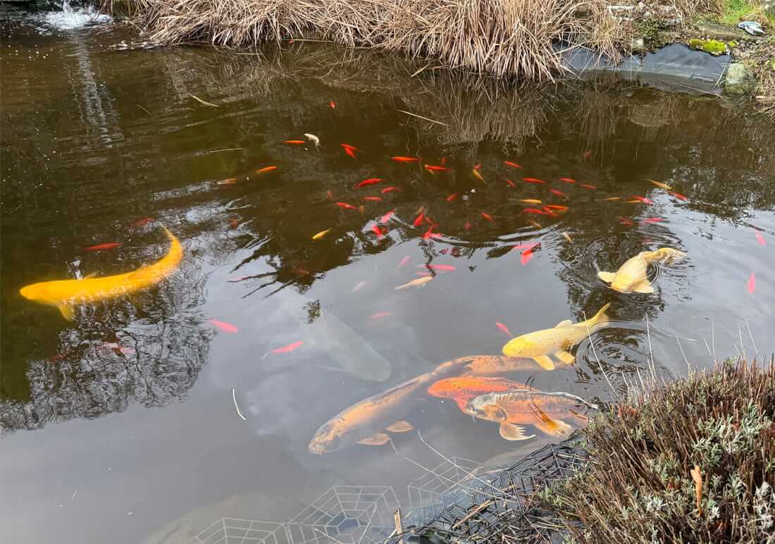 large collection of koi carp for sale