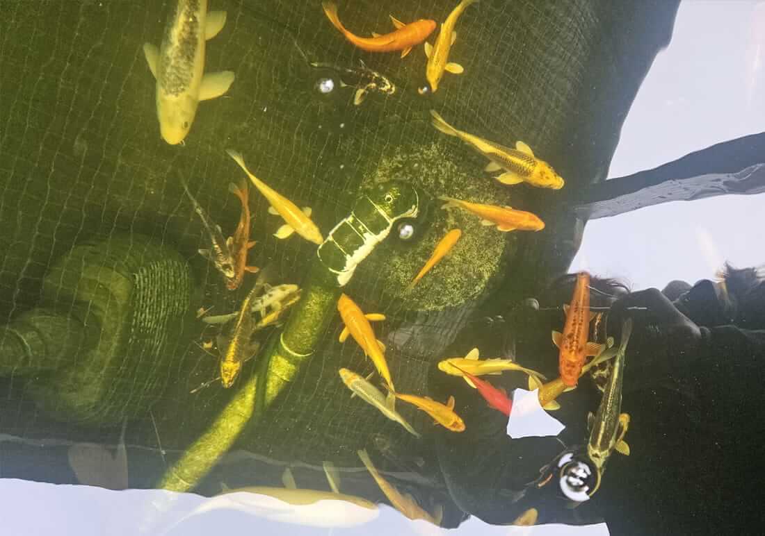 koi for sale in fareham