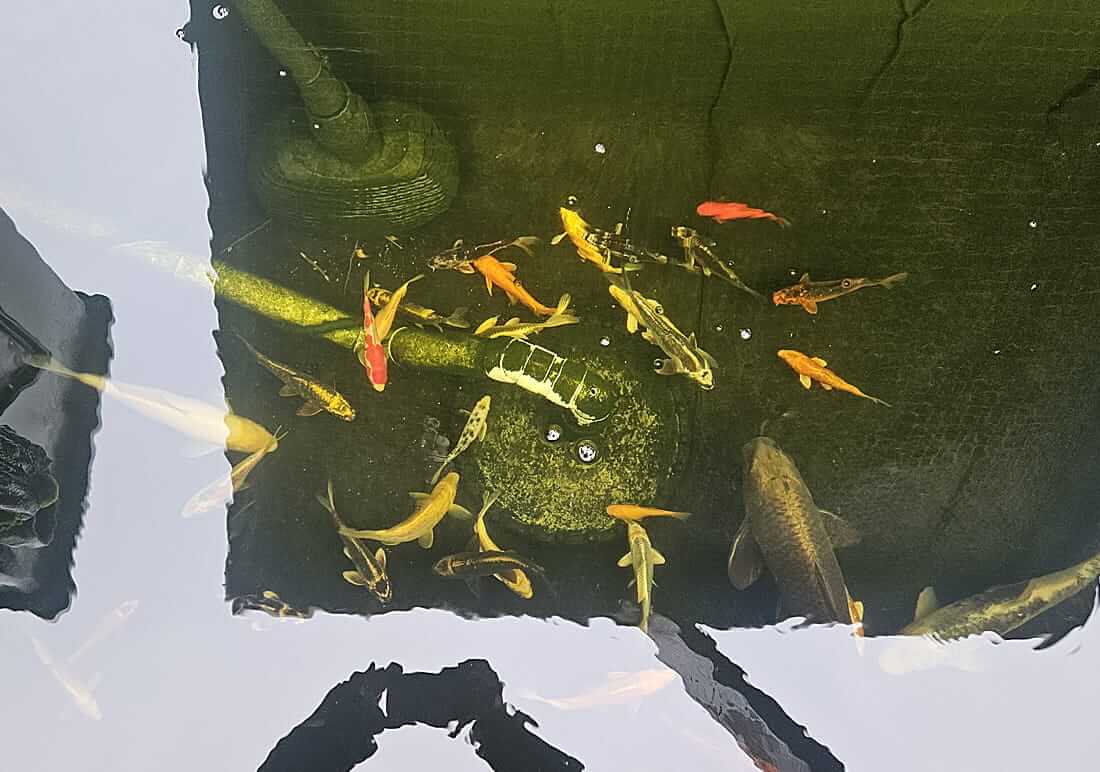 koi for sale in fareham