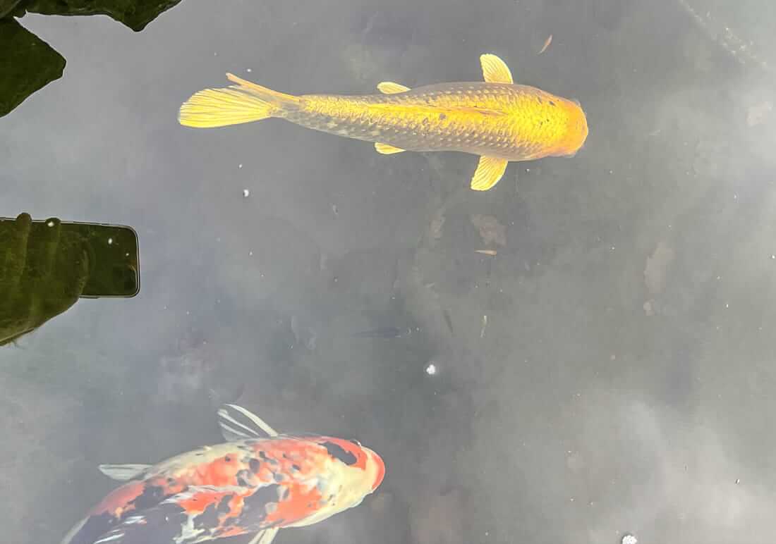 koi for sale in cheshire