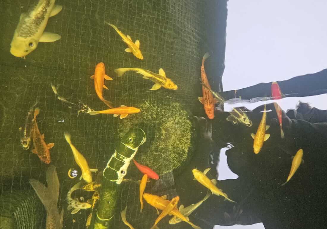 koi for sale in fareham