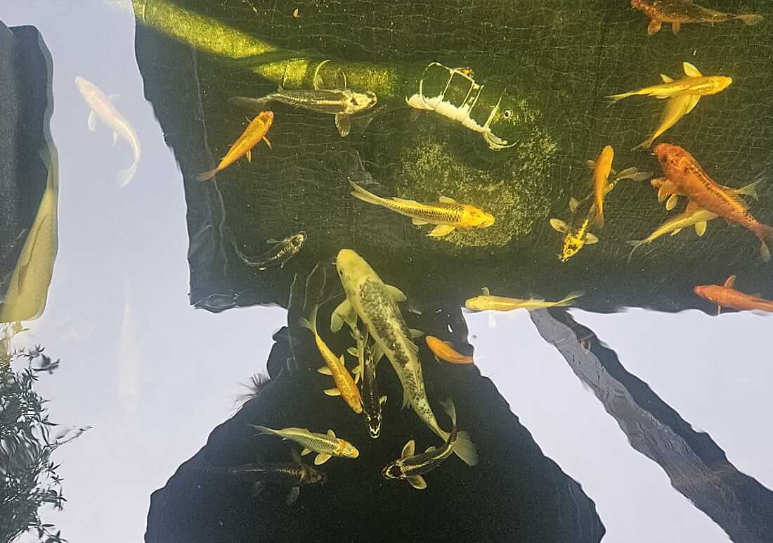 koi for sale in fareham