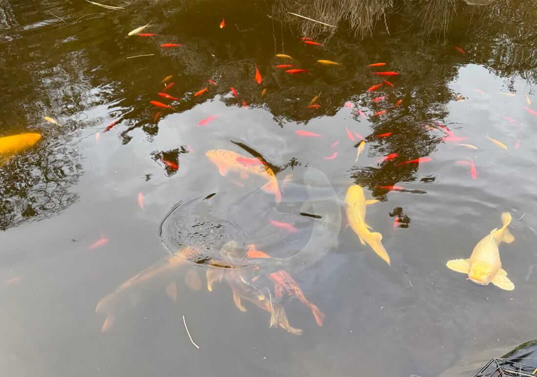 large collection of koi carp for sale
