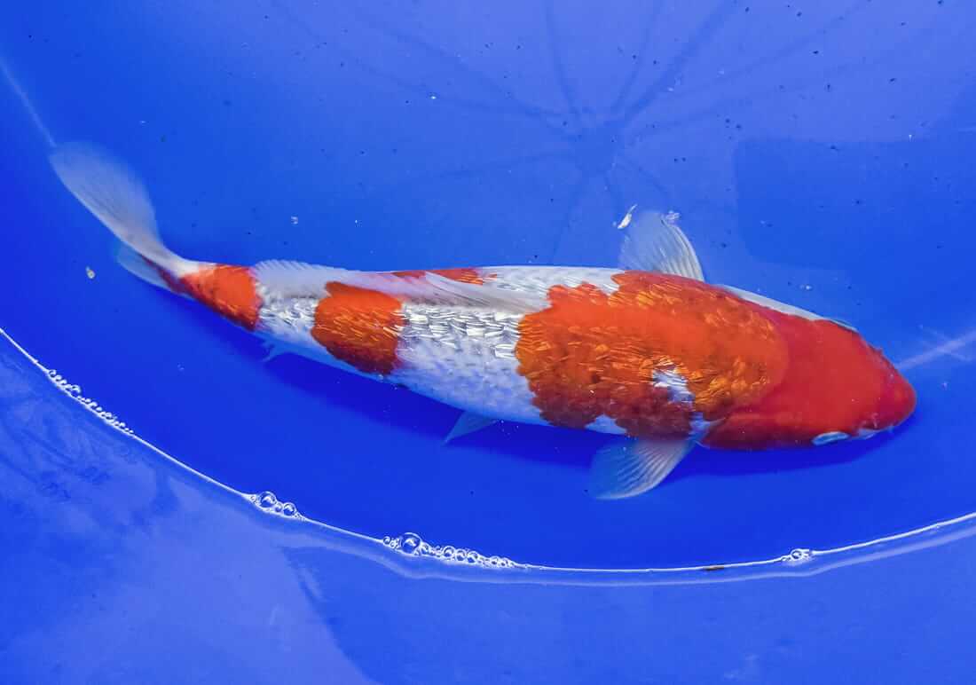 Gin Rin Goshiki Berkshire