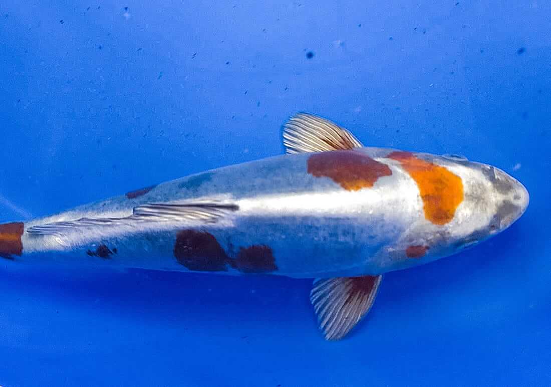 Ochiba for sale Berkshire