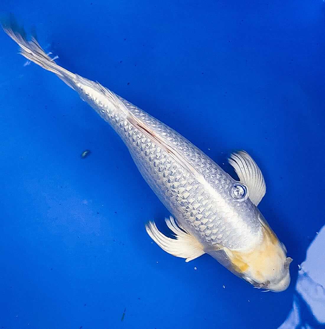 White Butterfly Koi for sale Berkshire