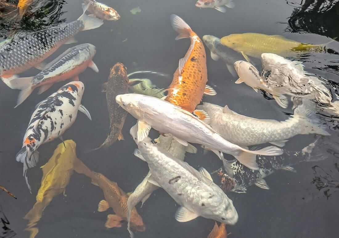 beautiful koi for sale