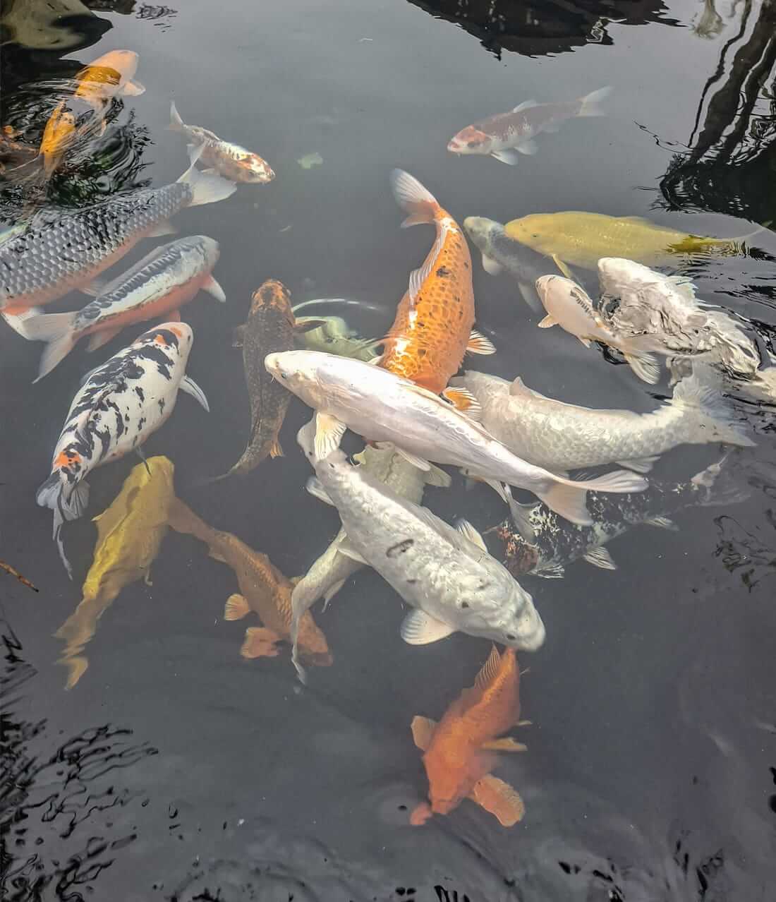 beautiful koi for sale
