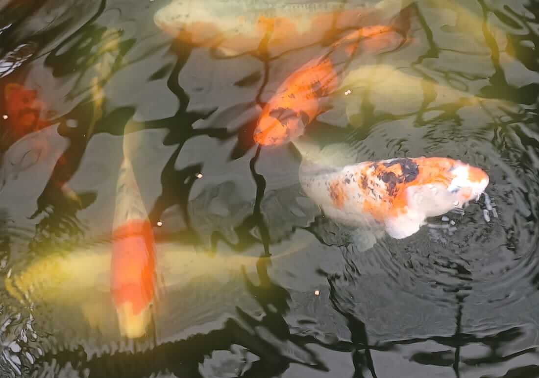 buy koi in hampshire