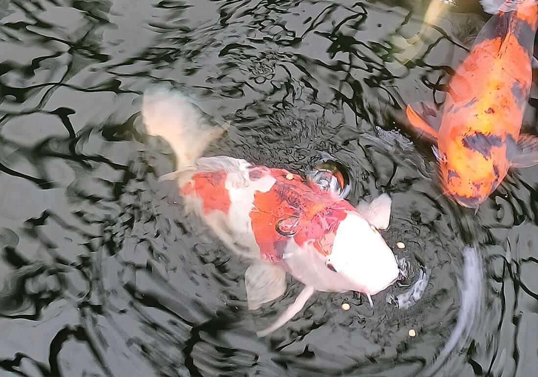 buy koi in hampshire