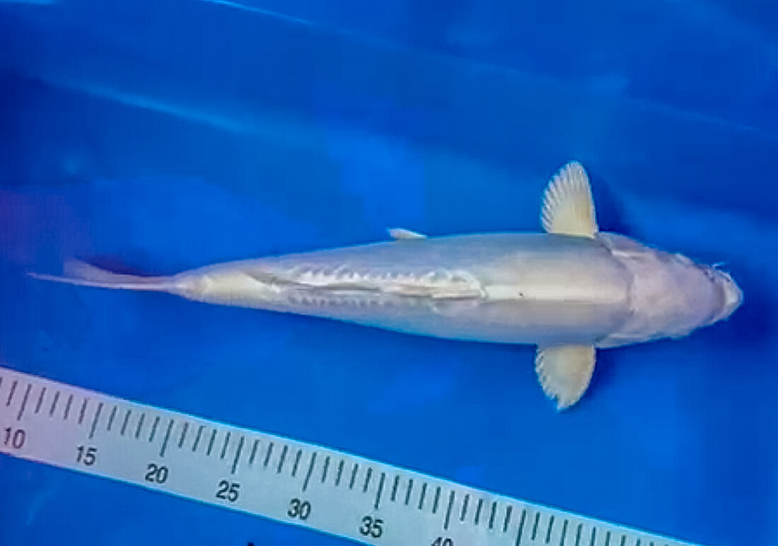 doitsu platinum ogon