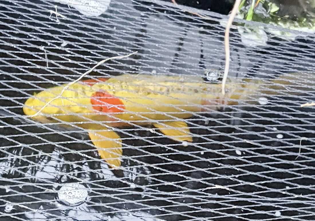 koi for sale in porthcawl