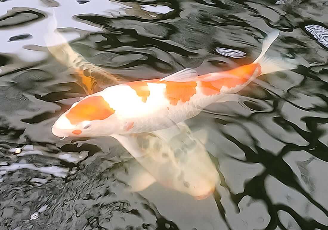 buy koi in hampshire