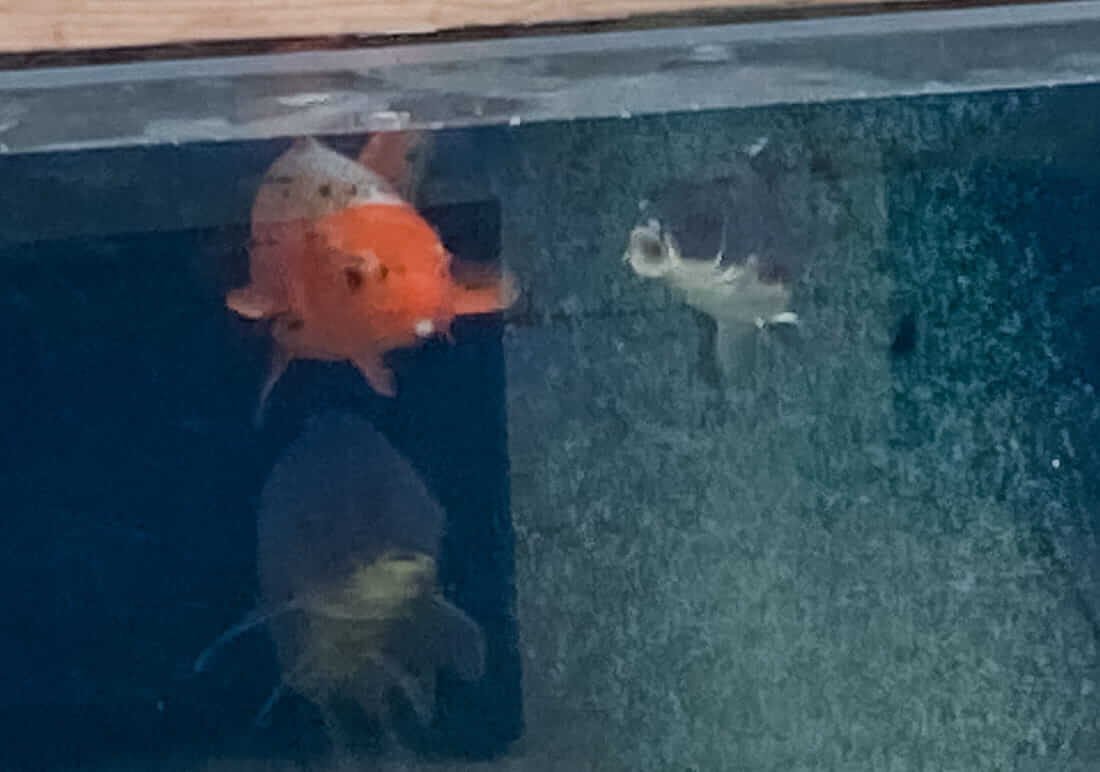 koi carp for sale bedfordshire