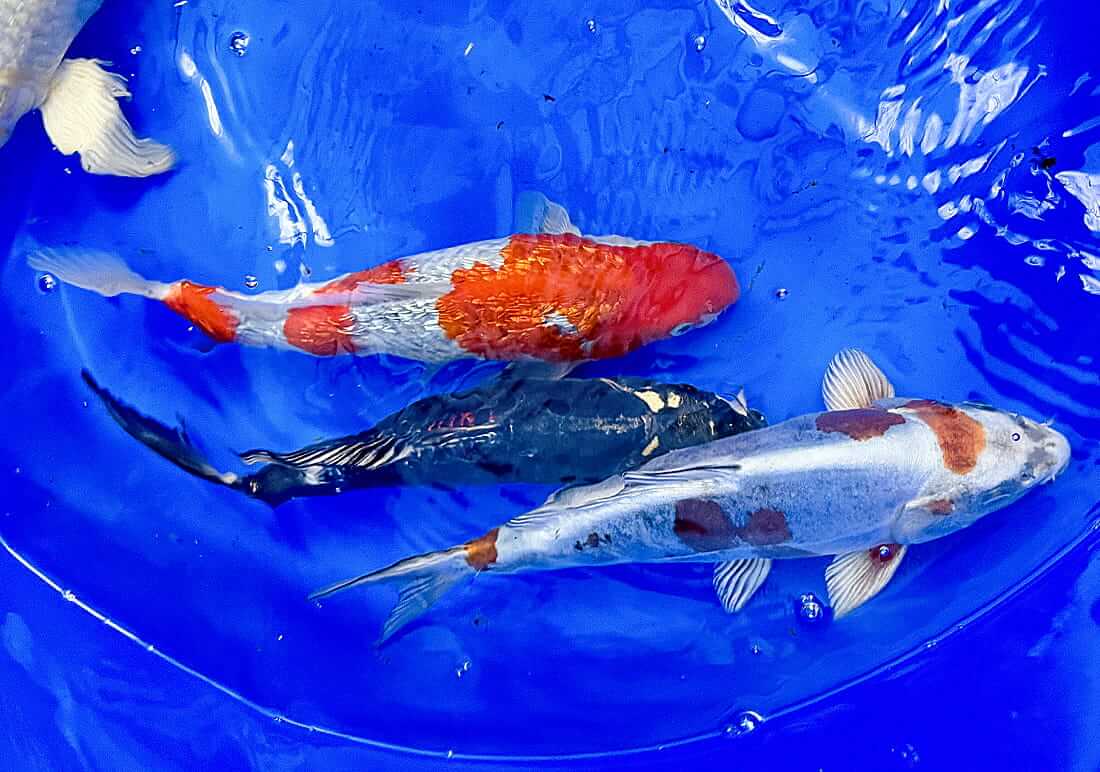 mixed koi for sale berkshire