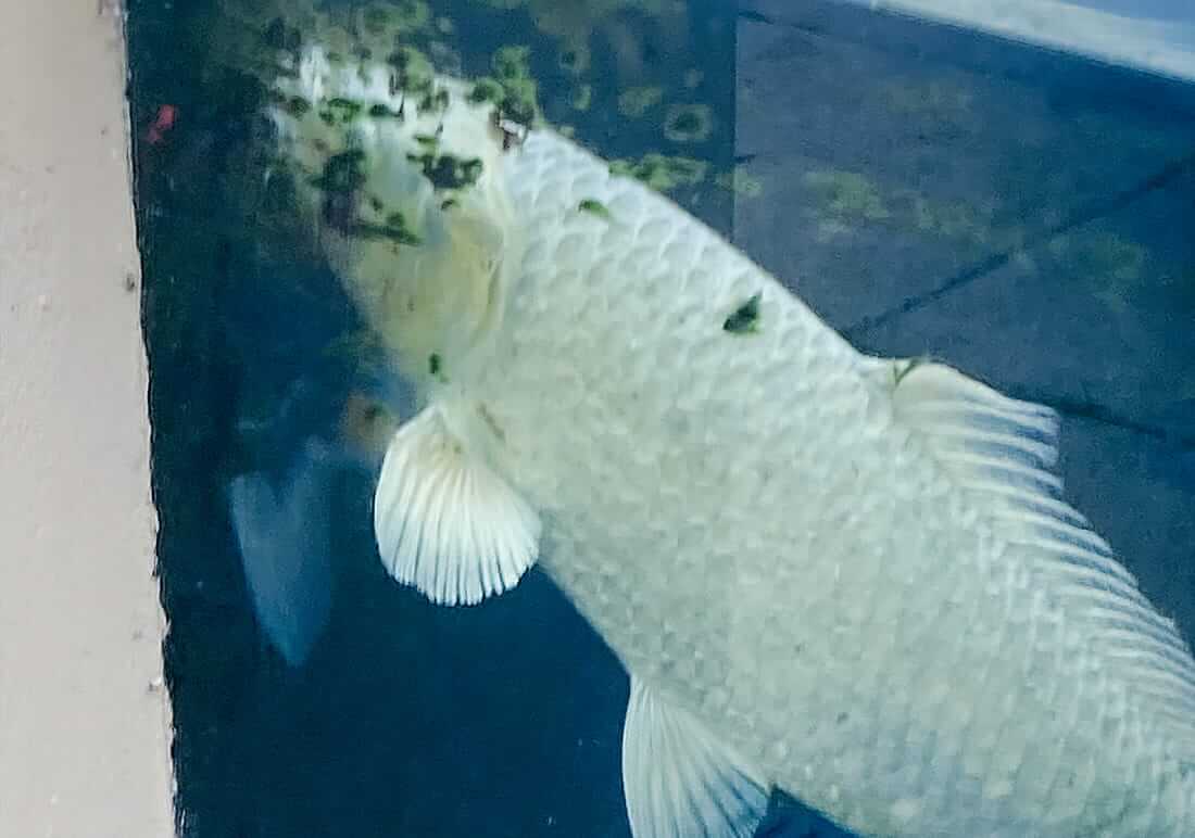 koi carp for sale bedfordshire