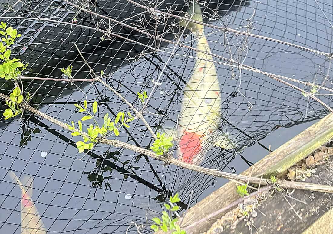 koi for sale in porthcawl