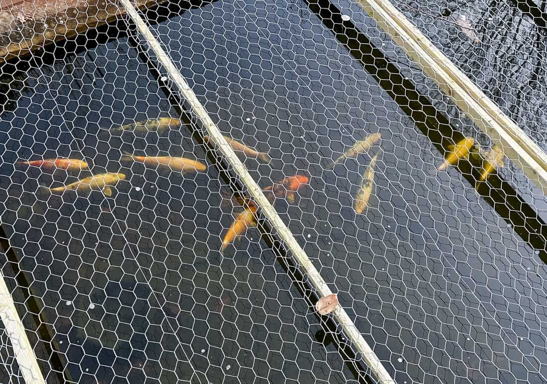 mixed koi for sale in wrexham