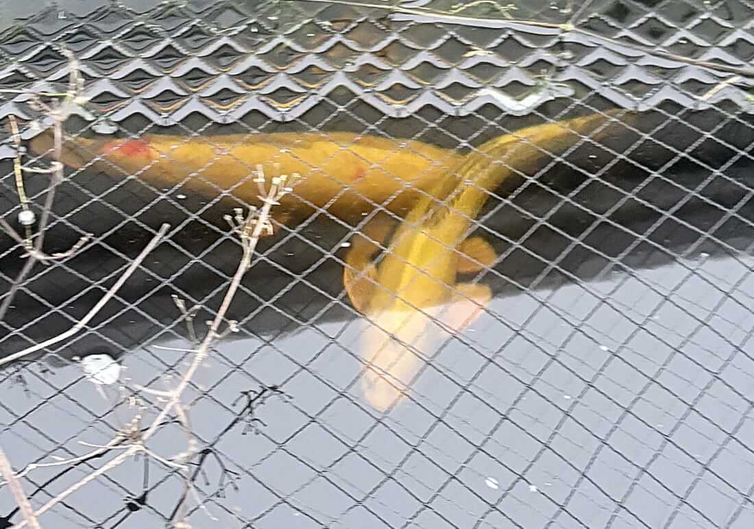 koi for sale in porthcawl