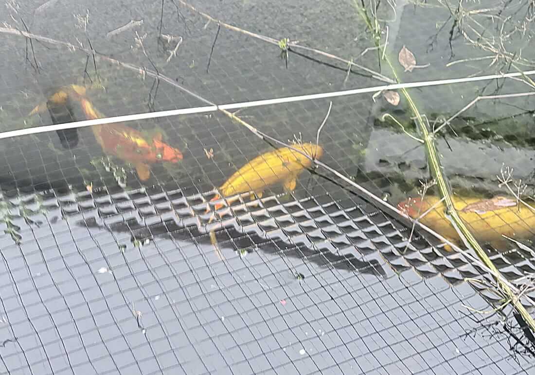 koi for sale in porthcawl