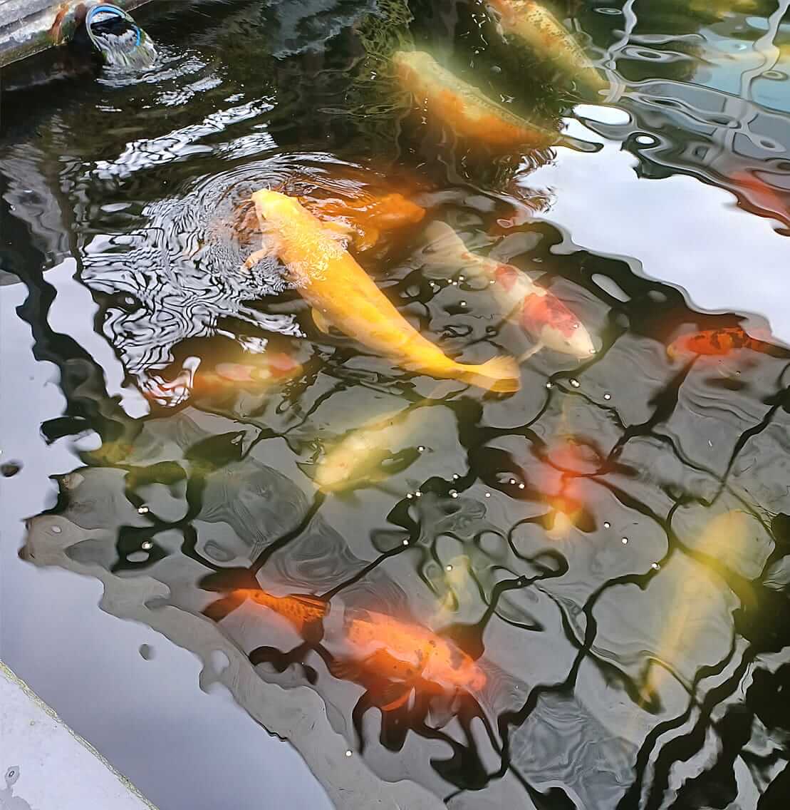 buy koi in hampshire