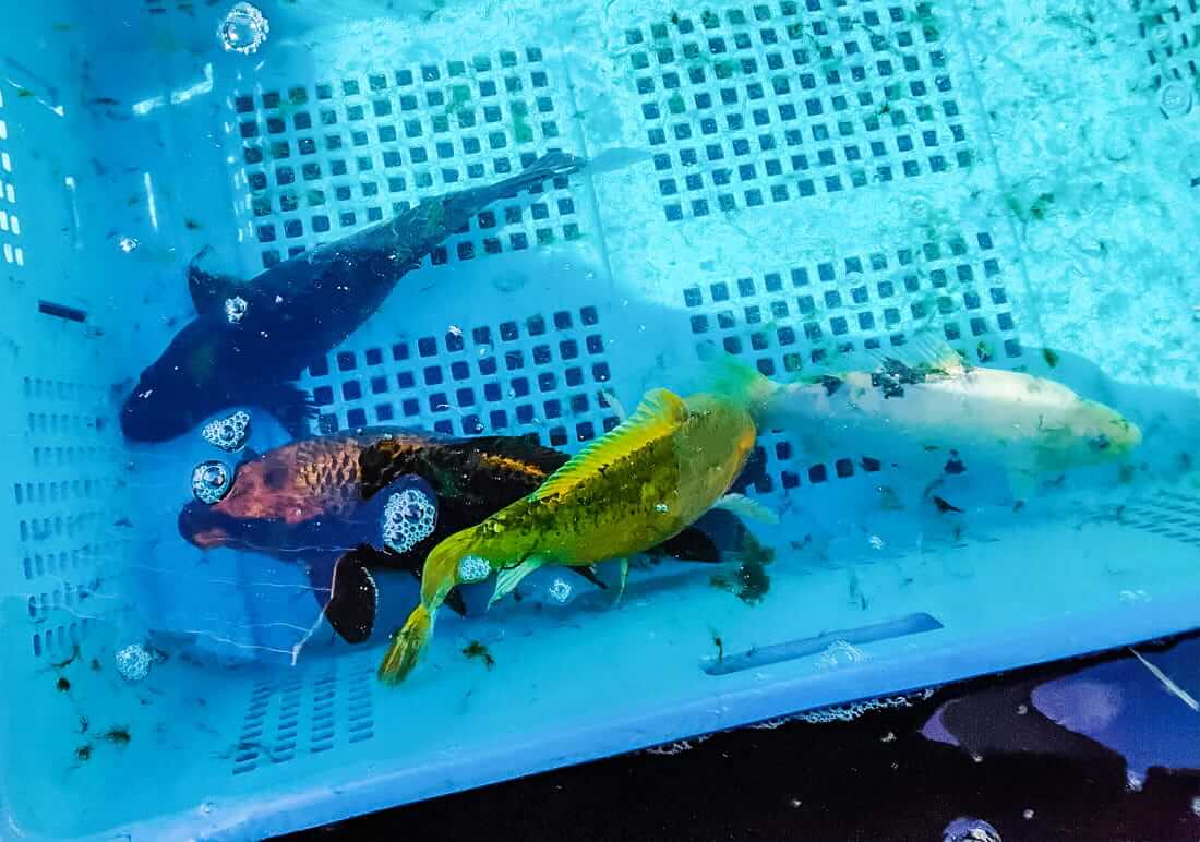 koi for sale south gloucestershire