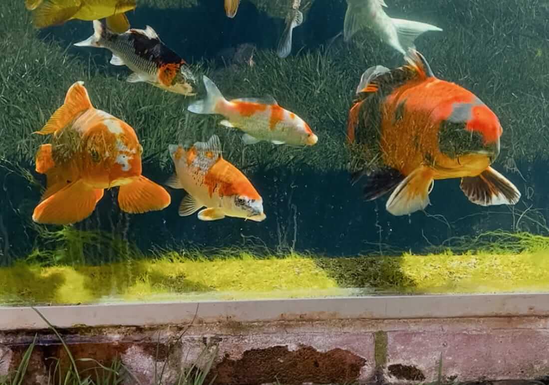 buy koi in buckinghamshire