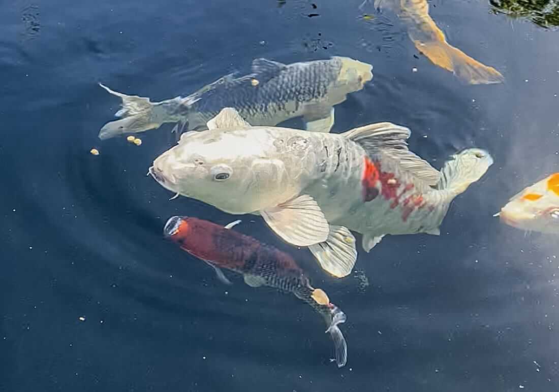 buy koi in buckinghamshire