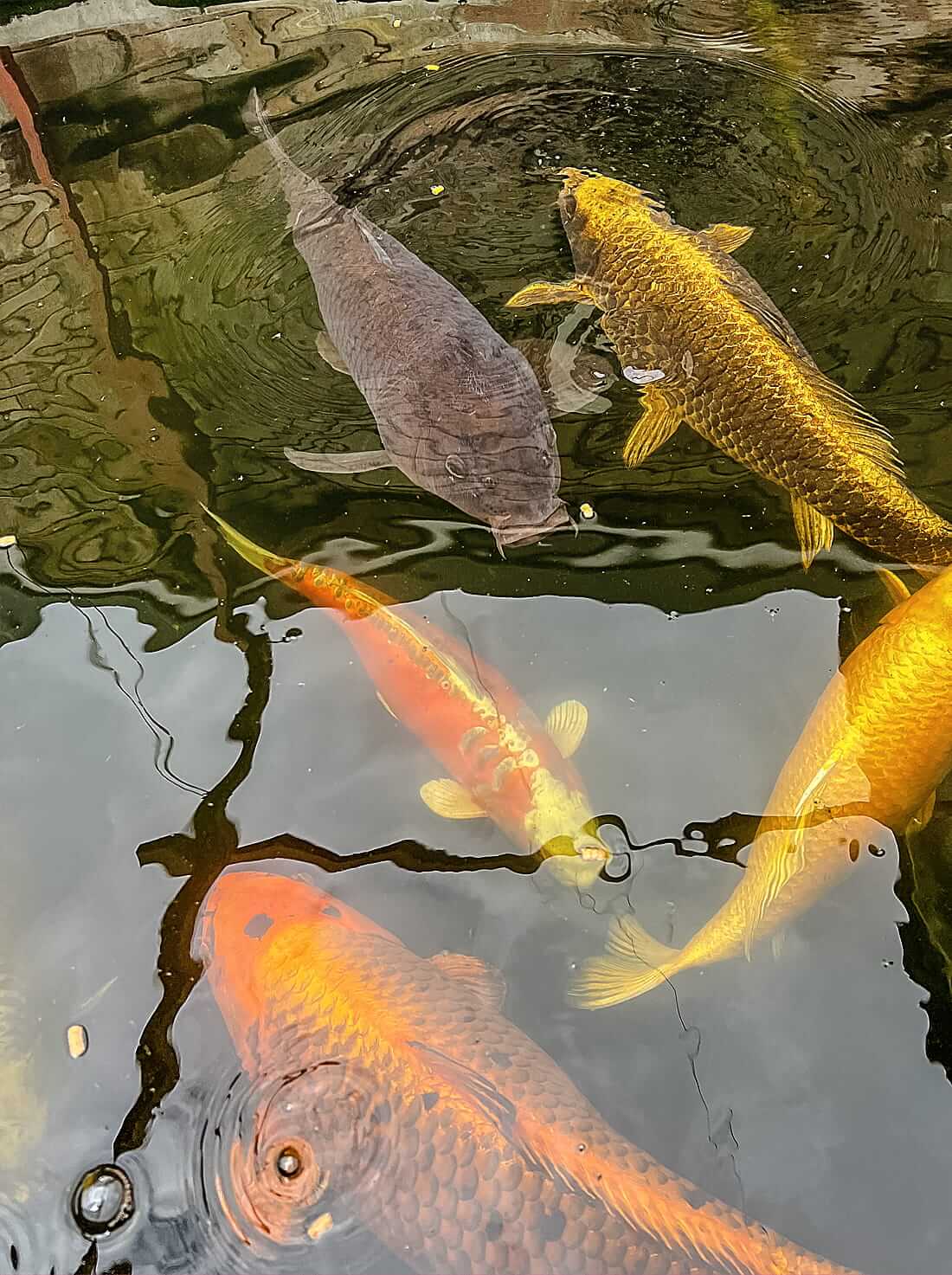 koi carp for sale