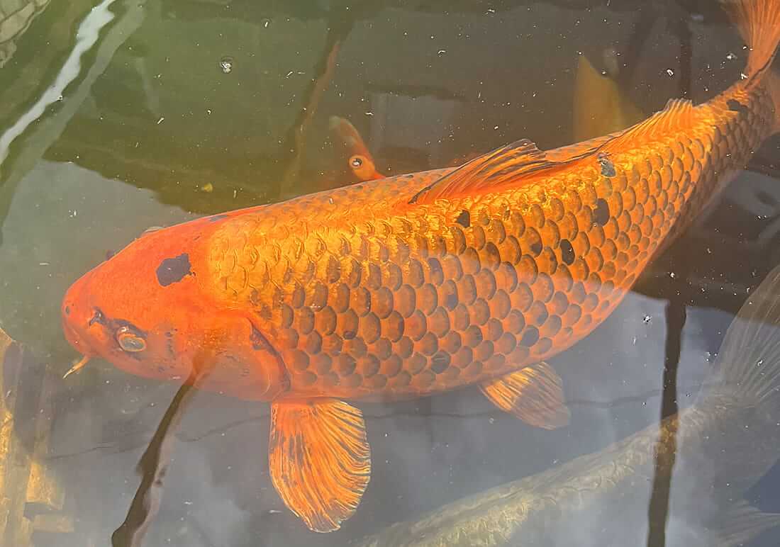 koi carp for sale