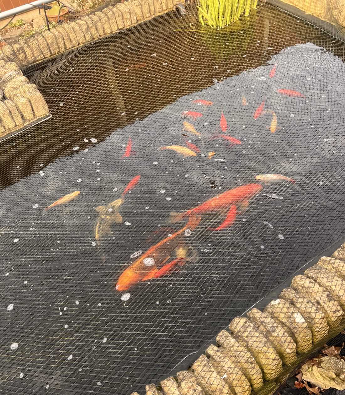 buy koi in surrey
