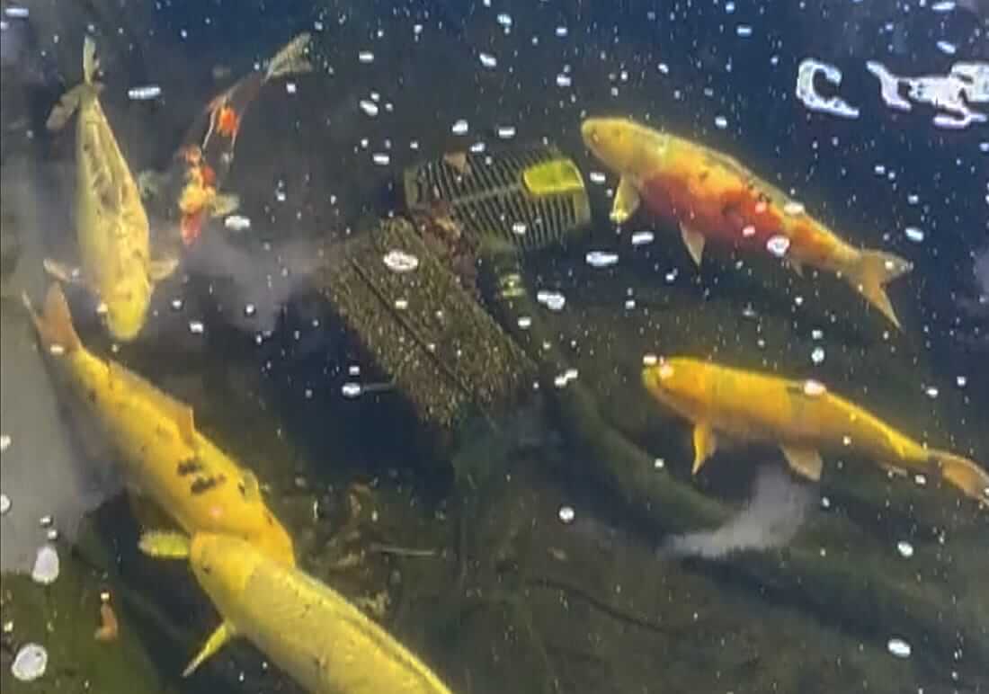 buy koi in hertfordshire