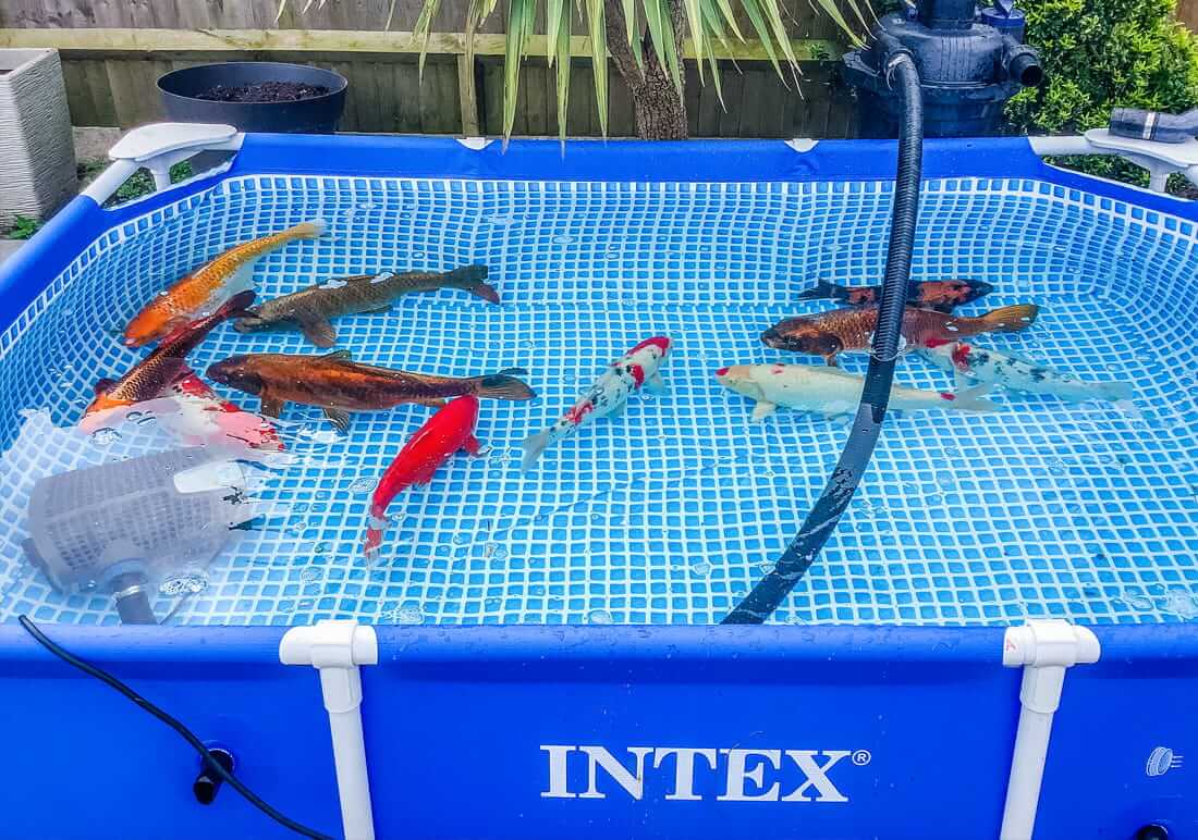 buy koi in hampshire